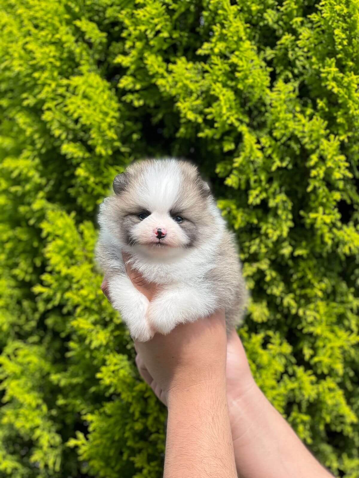 Imagem do WhatsApp de 2025-11-06 à(s) 16.04.23_1620bedf