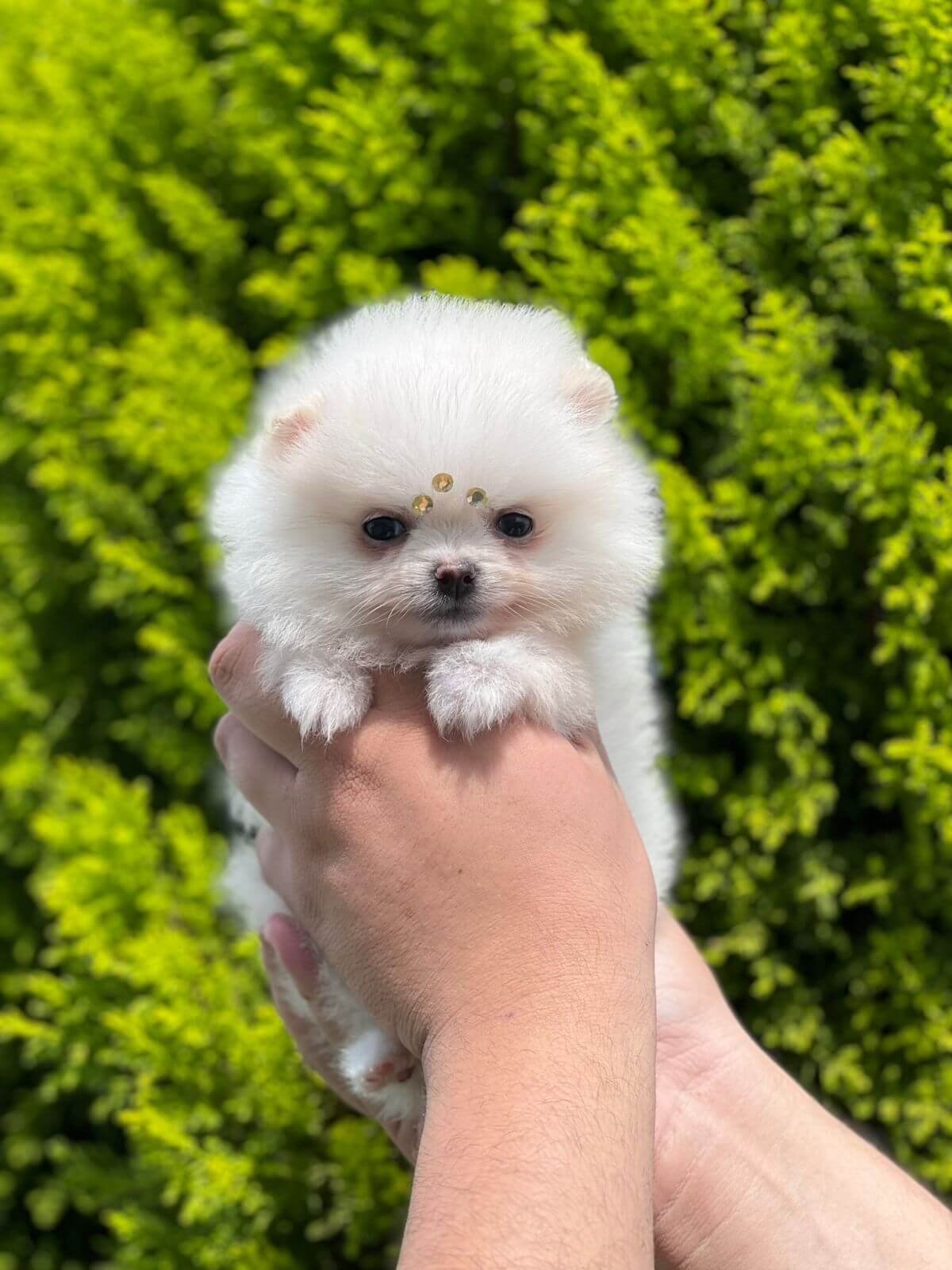 Imagem do WhatsApp de 2025-11-06 à(s) 16.04.24_4a3546f0