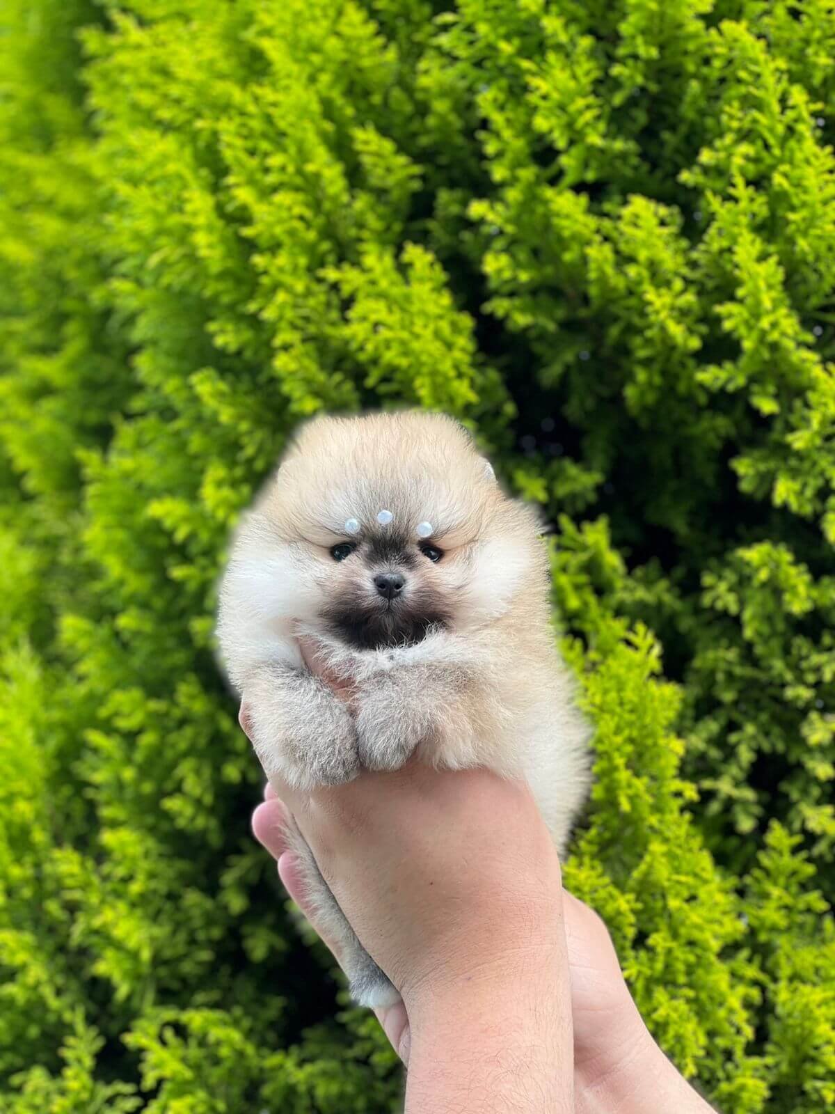 Imagem do WhatsApp de 2025-11-06 à(s) 16.04.26_26445936