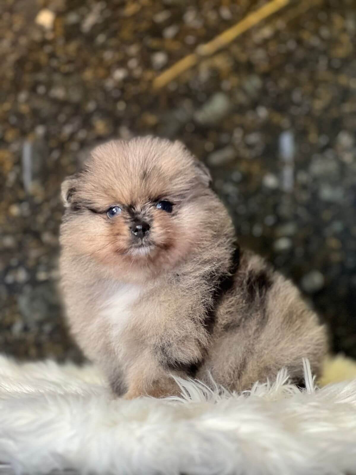 Lulu da pomerania 10