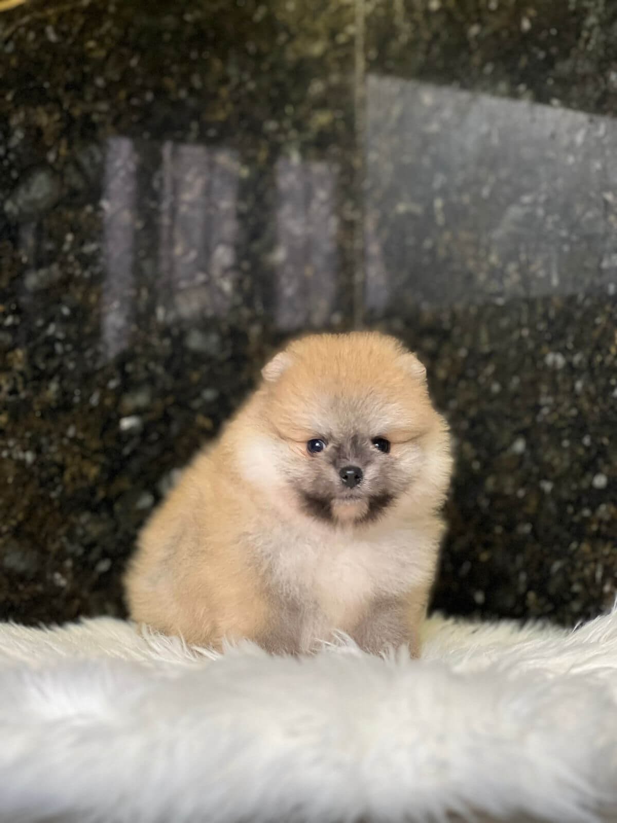 Lulu da pomerania 11