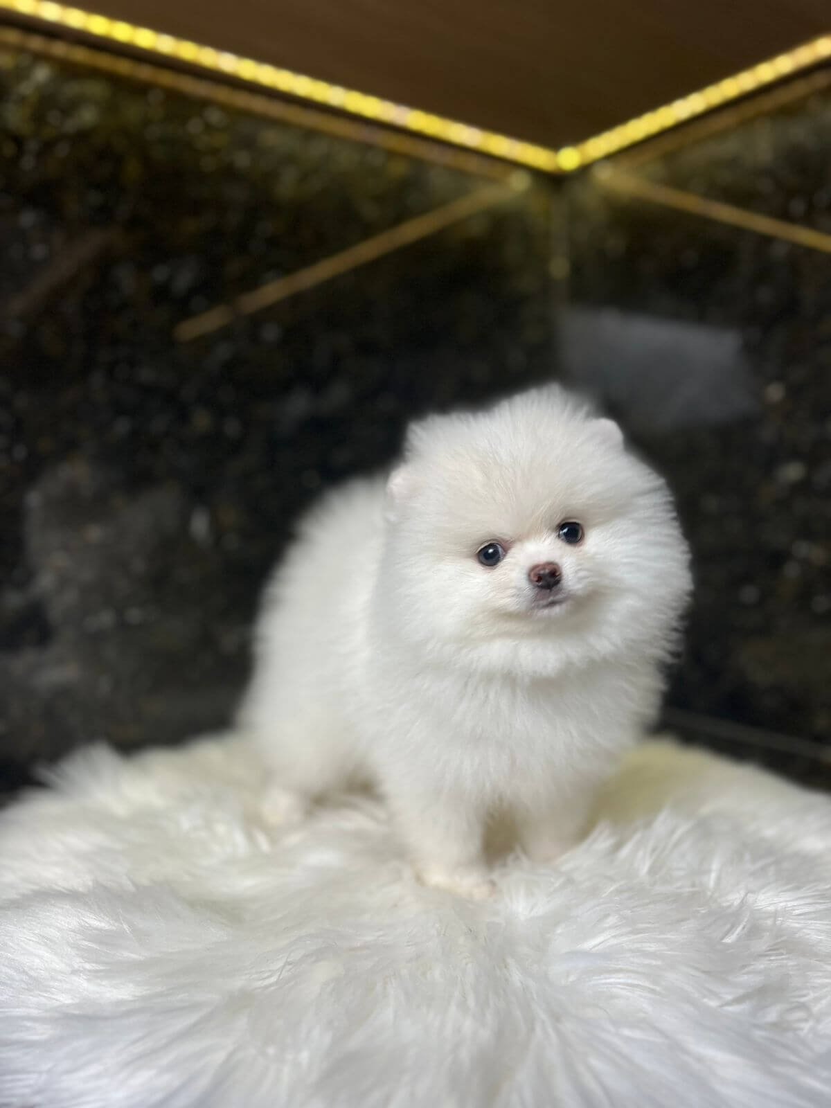 Lulu da pomerania 12