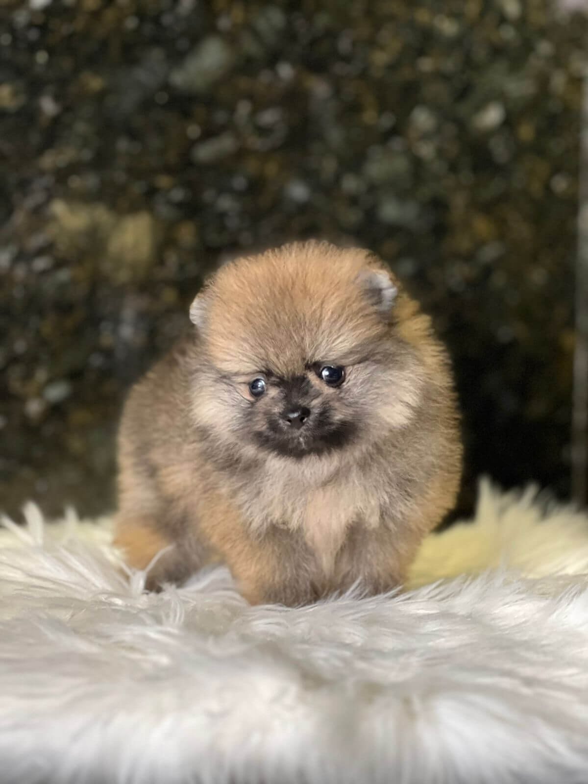 Lulu da pomerania 3